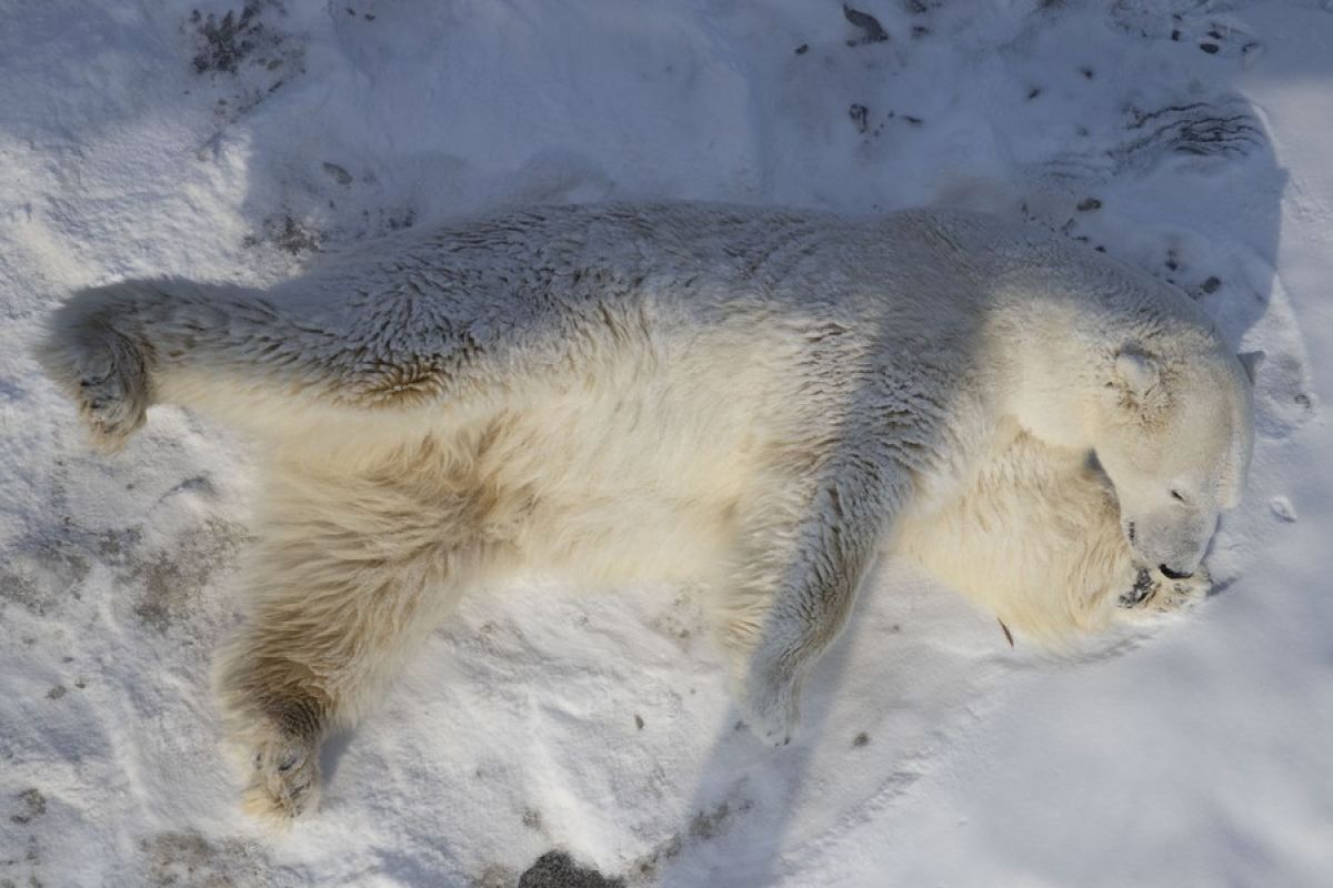 Ilmuwan China kembangkan serat aerogel terinspirasi bulu beruang kutub