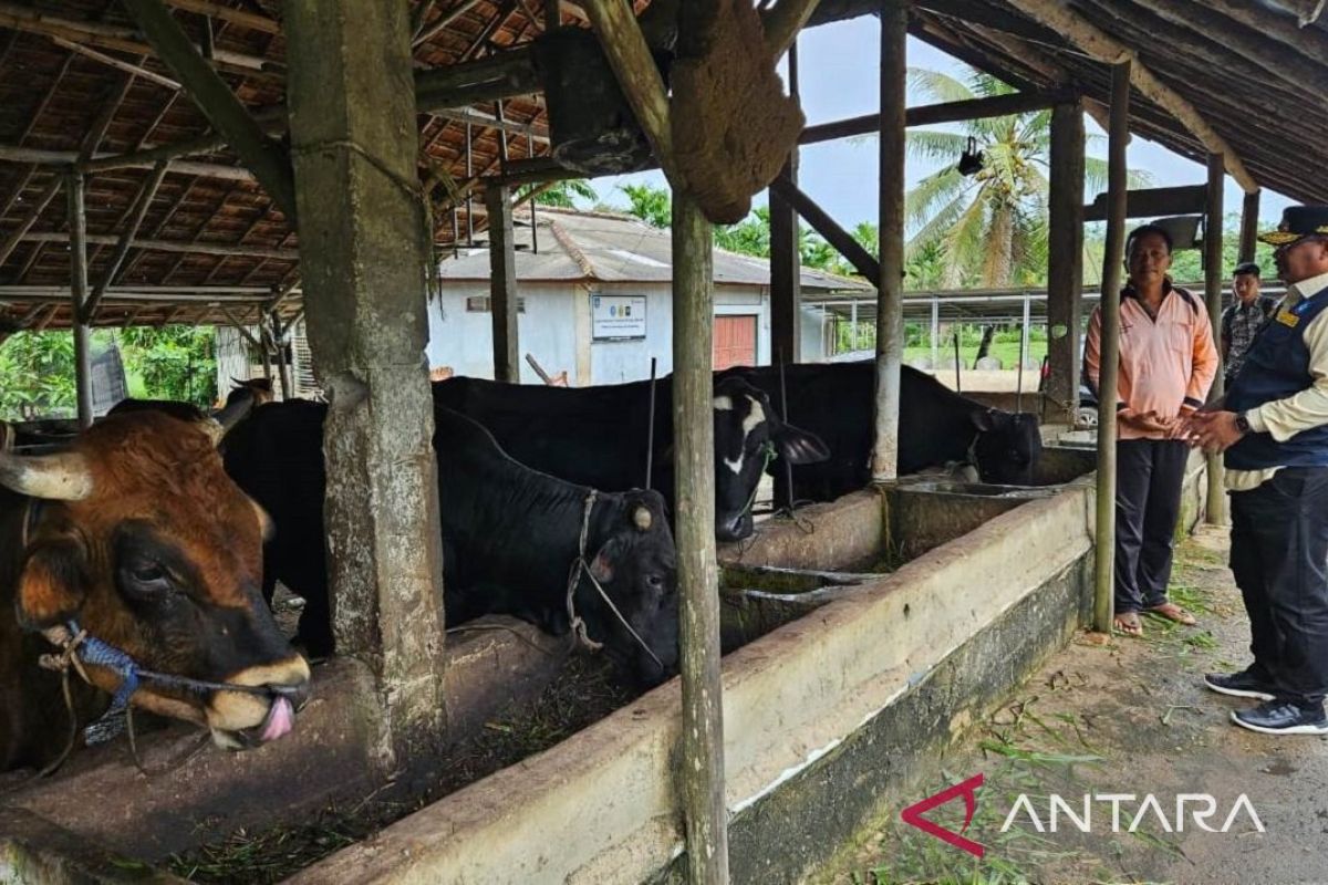 Pj Gubernur Babel kunjungi peternakan sapi pastikan stok daging