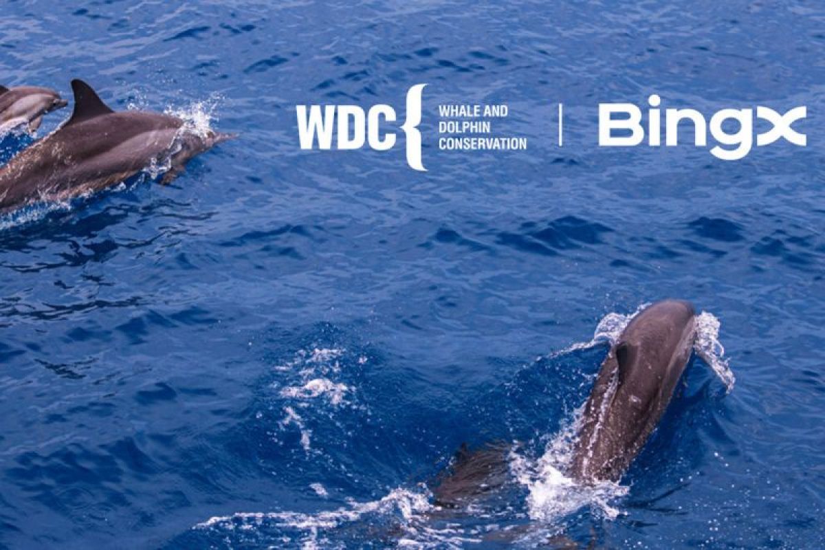 BingX Charity Bermitra dengan Whale and Dolphin Conservation