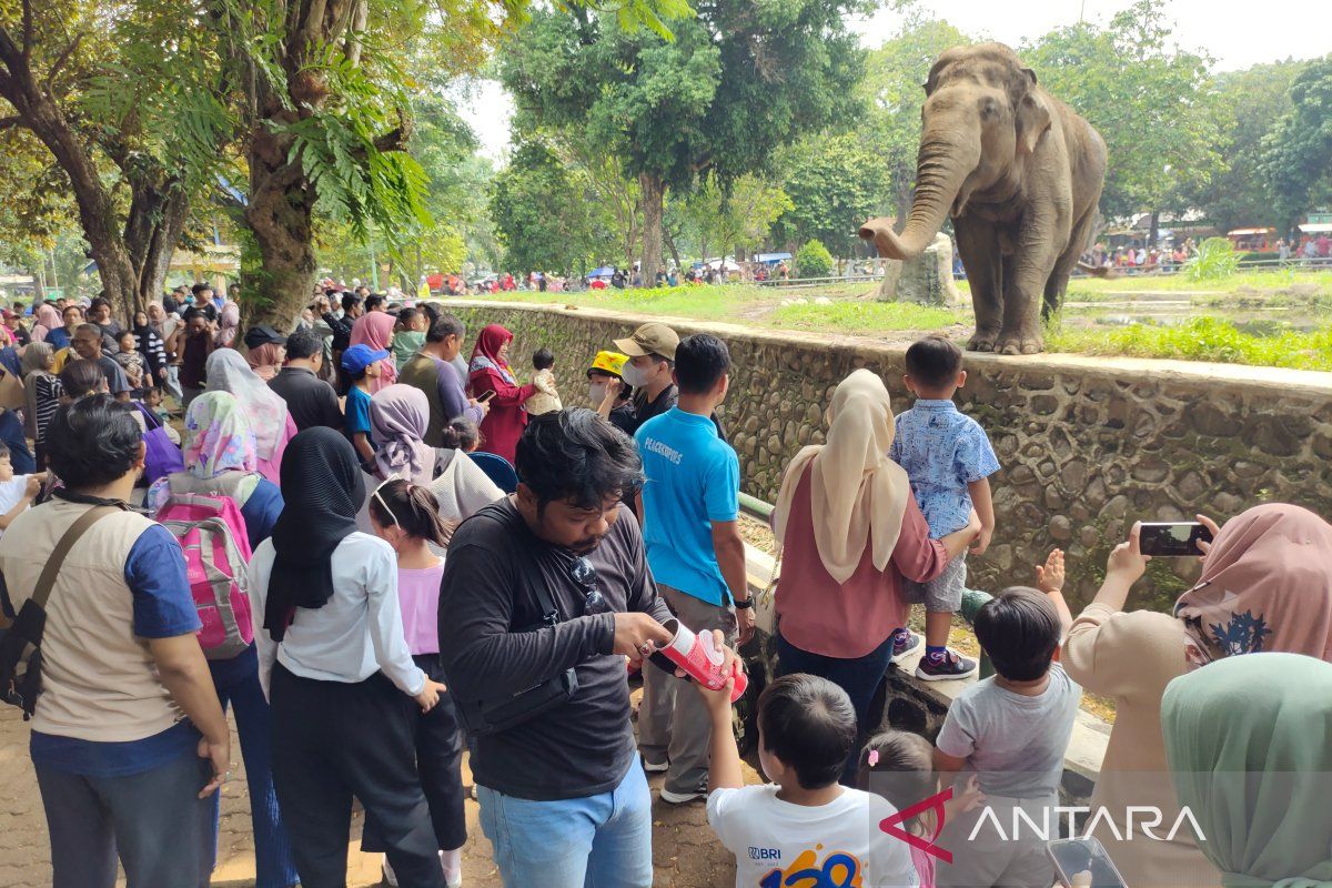 Kandang Gajah jadi favorit pengunjung di Taman Margasatwa Ragunan