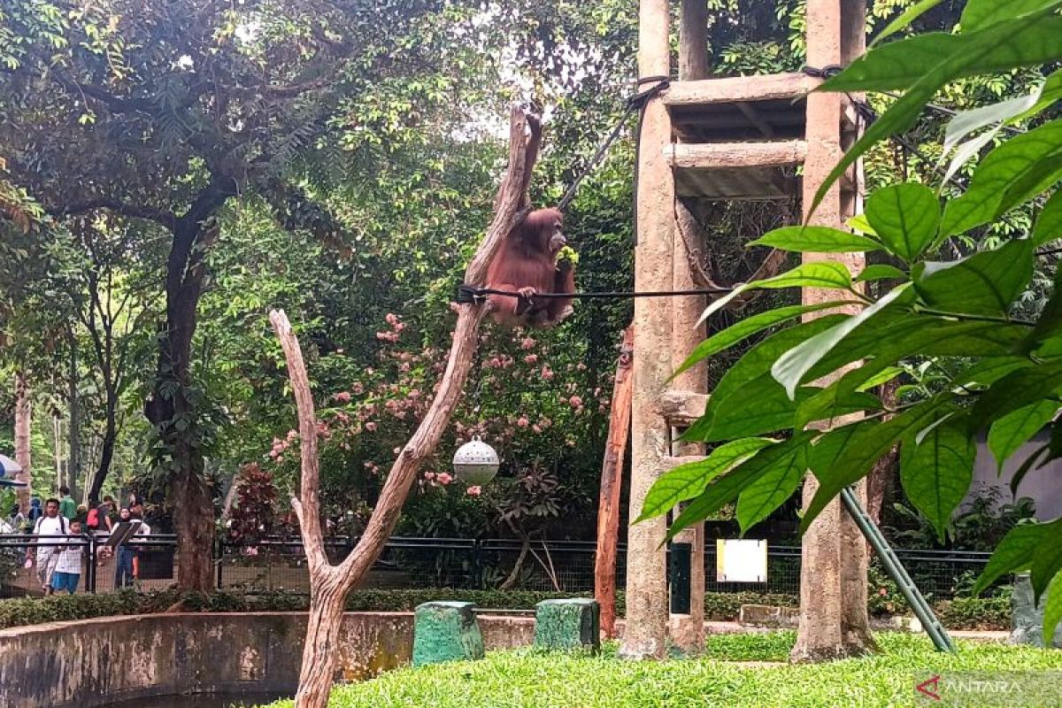 Libur satwa ditunda, begini cara Ragunan jaga kesehatan hewan