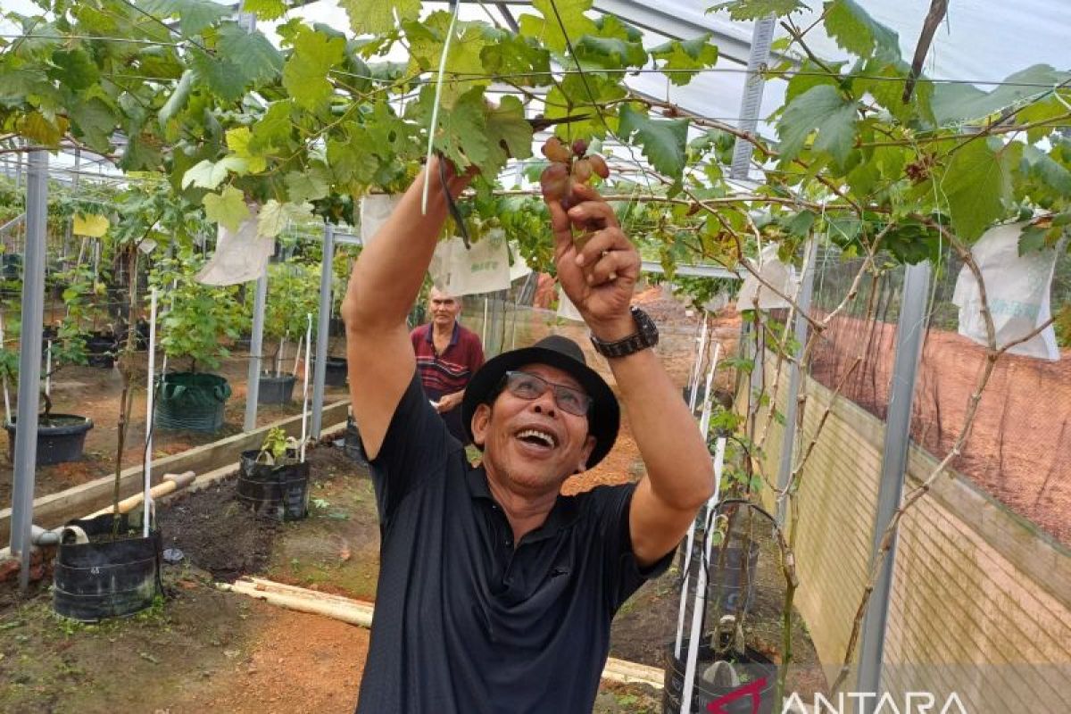 Menikmati wisata kebun anggur di Pulau Bintan Kepri