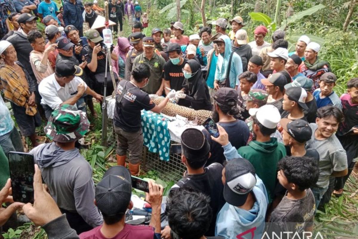 Macan tutul ditemukan warga Kampung Cikalaces Sukabumi masuk jebakan babi hutan