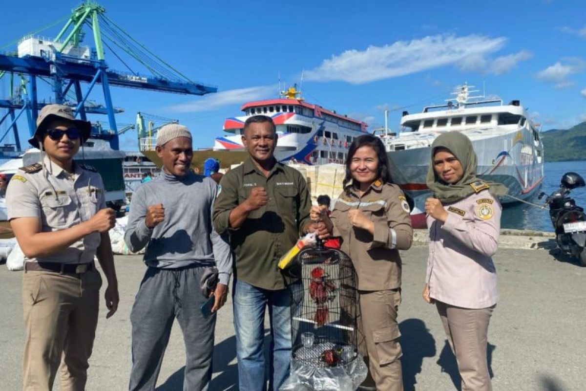 BKSDA Maluku amankan dua burung kasturi ternate di Pelabuhan Ambon