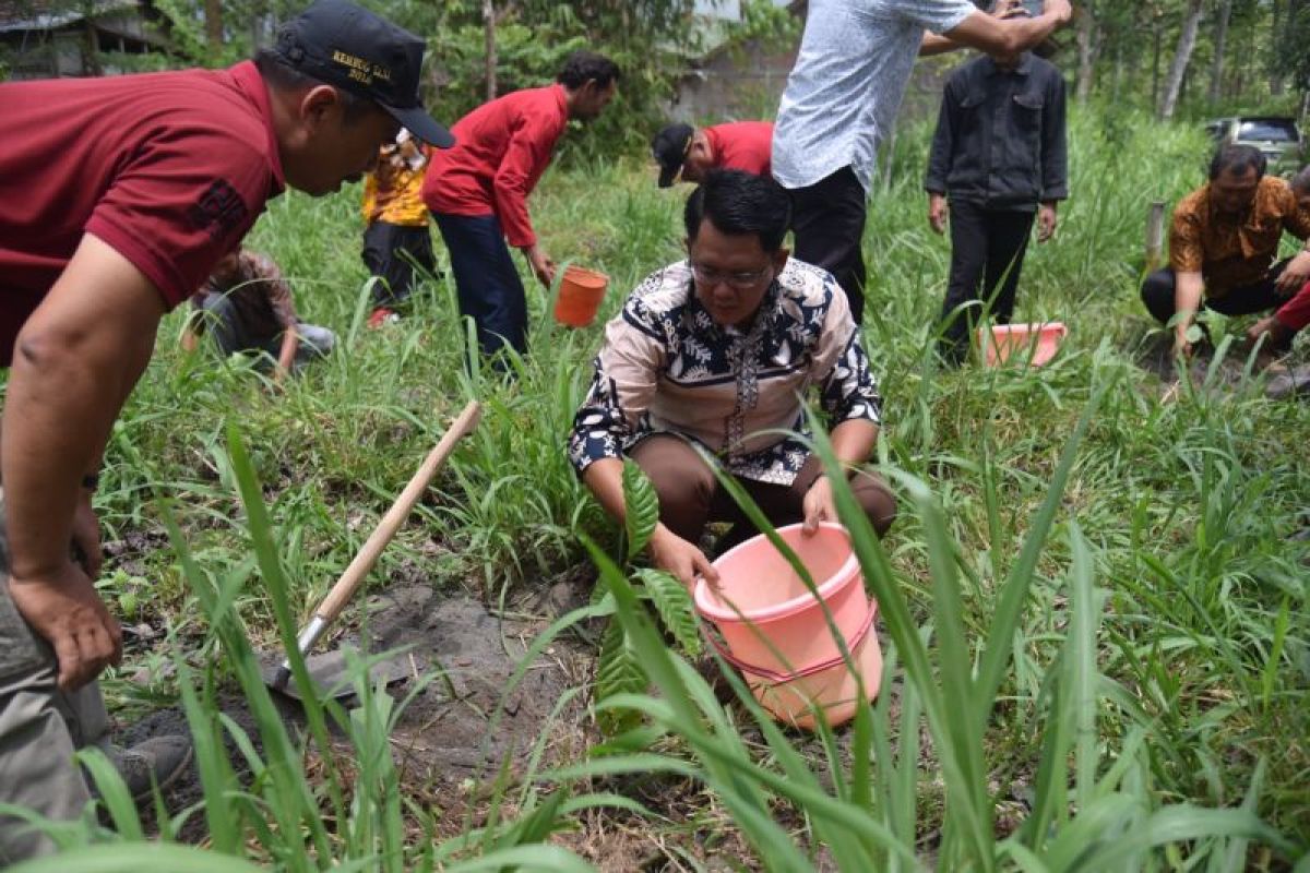 Pemerintahan Salman menanam 50.000 bibit kopi di lereng Merpi.