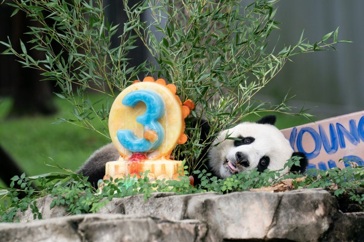 Panda kelahiran AS yang dipulangkan ke China tampil di depan publik