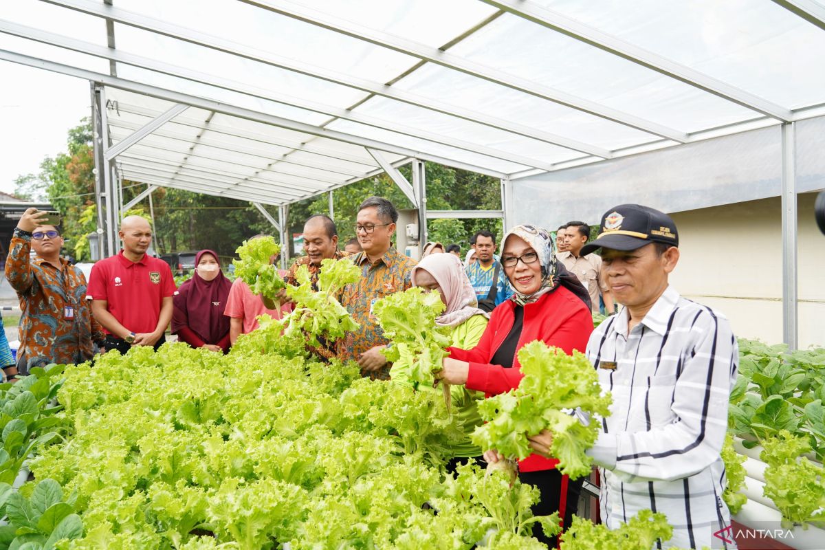 Kelompok Wanita Tani Kemuning Panen Sayuran, Pj Wali Kota Pangkalpinang: Usaha Untuk Mencegah Inflasi