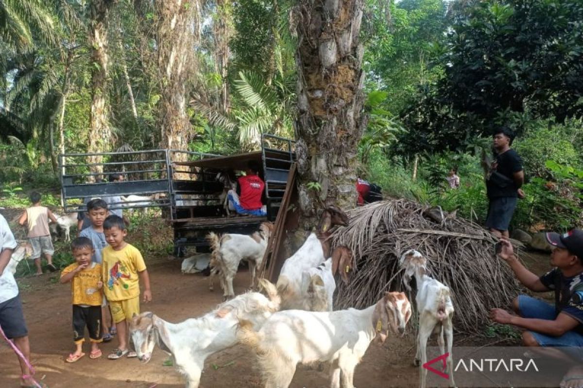 Pemkab Mukomuko bagikan puluhan kambing untuk usaha petani