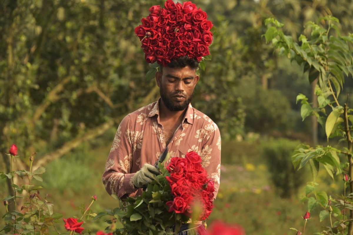 Panen bunga mawar sambut tahun baru di Bangladesh
