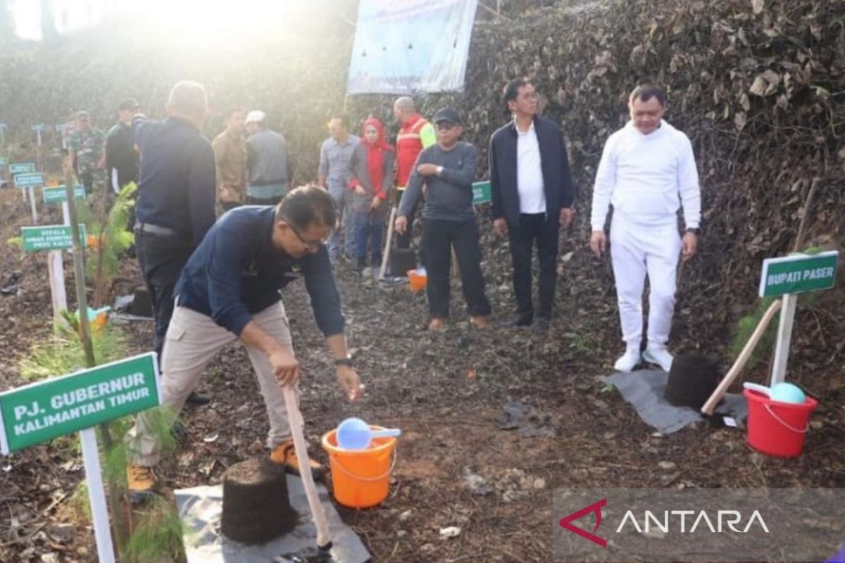 Pemprov Kaltim gandeng swasta tanam dua ribu pinus di Gunung Boga