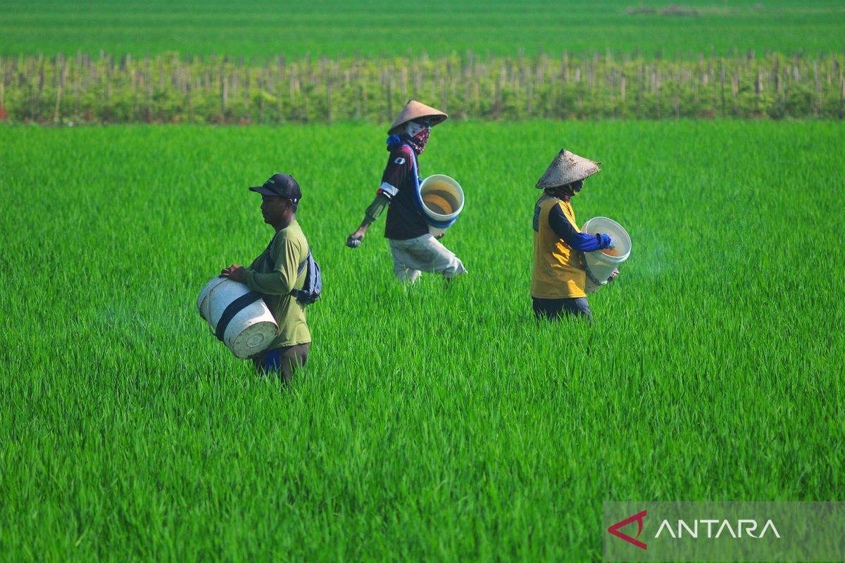 Kemarin, produksi beras aman hingga stabilitas jasa keuangan terjaga