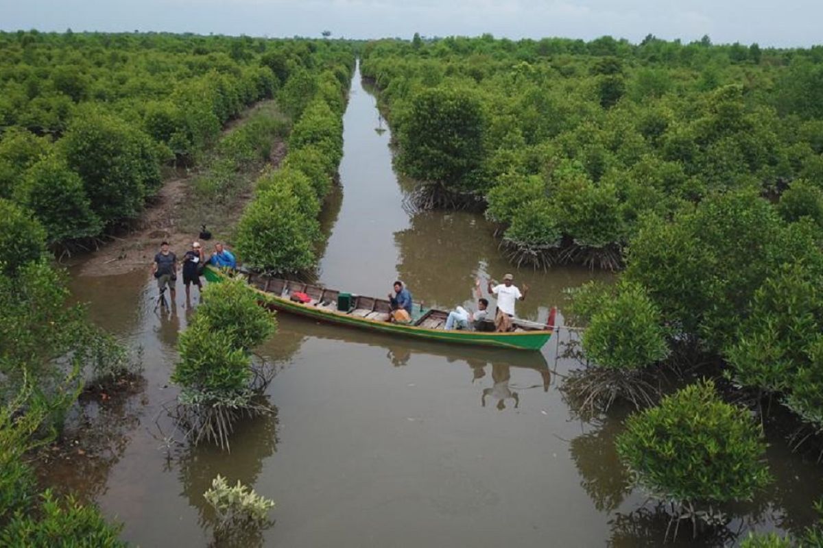 Realisasi rehabilitasi hutan dan mangrove  seluas 185.010 ha