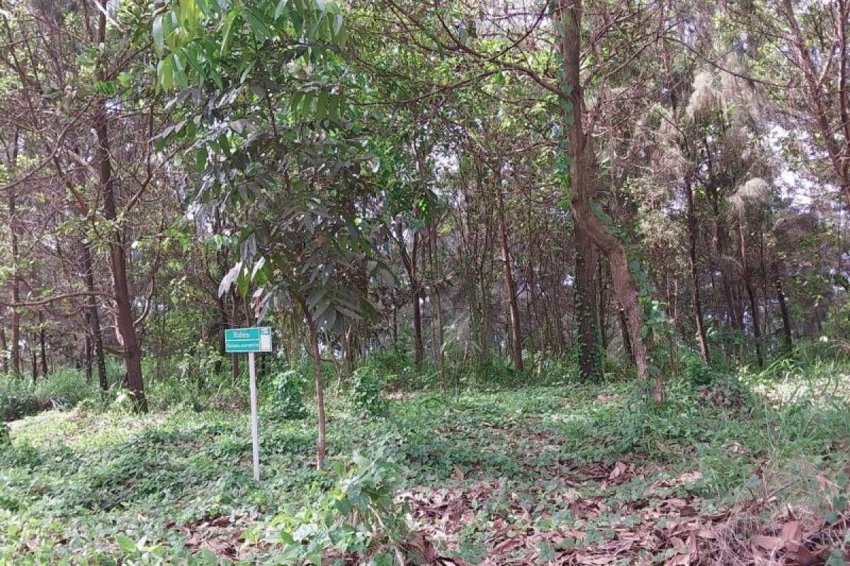 PT Harita Group rehabilitasi kawasan pasca-tambang di lahan seluas 11.82 hektar