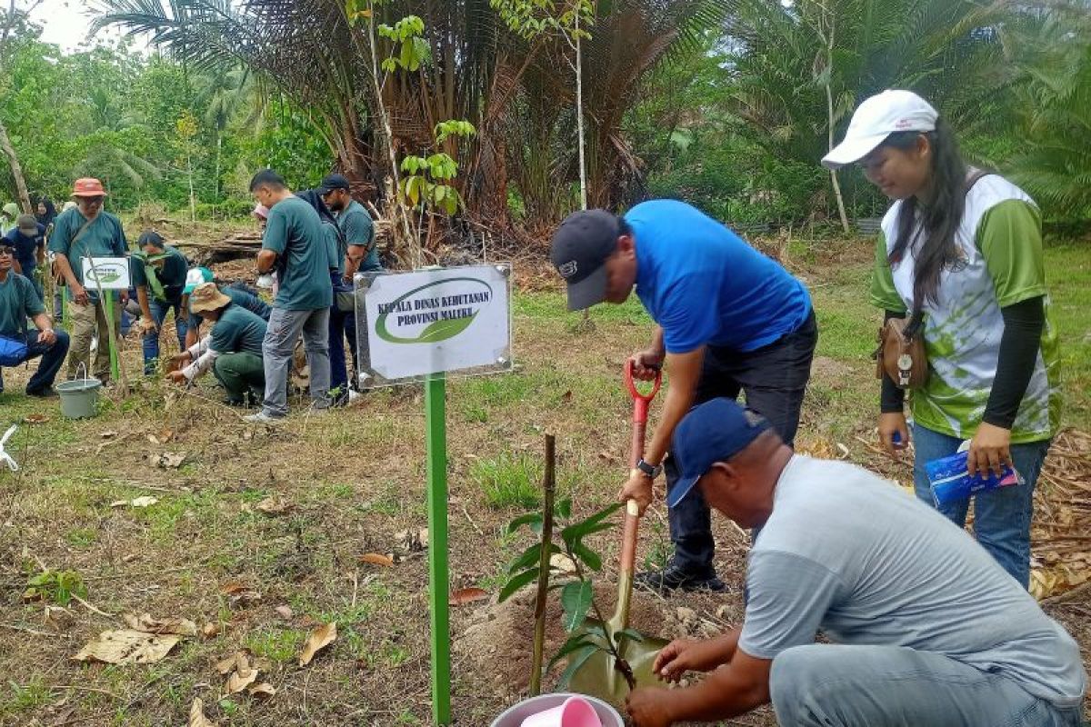 Dinas Kehutanan Maluku bangun hutan rakyat tumbuhkan budaya  menanam