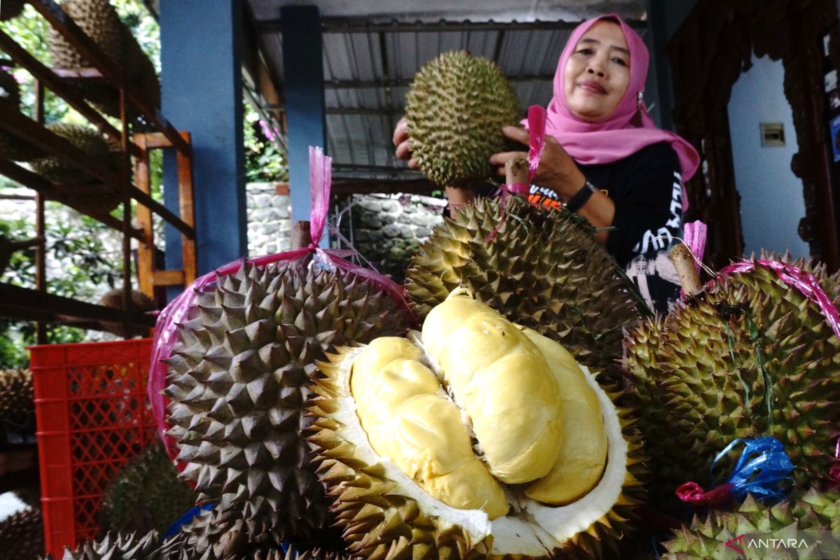 Mengenal ragam jenis durian, ada yang rasanya legit, manis hingga pahit