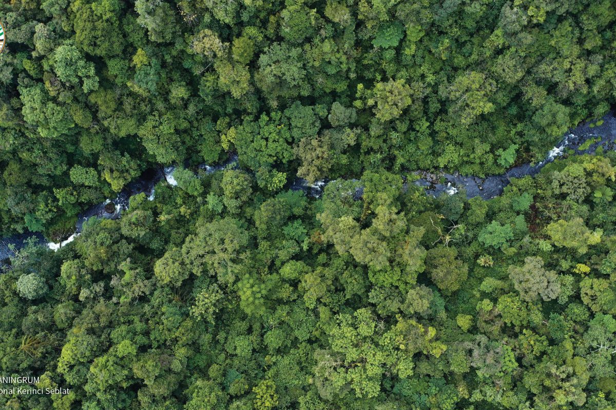 NTT Group dan ClimateForce membuat hutan hujan cerdas pertama di dunia