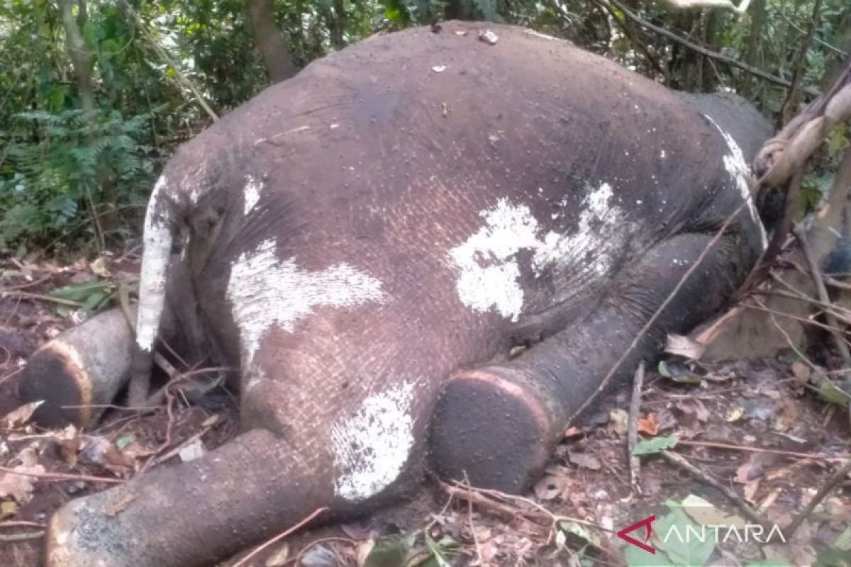 Tim BKSDA Bengkulu periksa bangkai gajah di Mukomuko