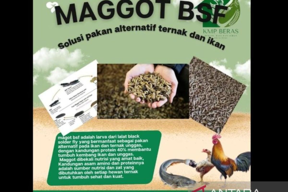 Bangka Selatan kembangkan maggot jadi pakan unggas