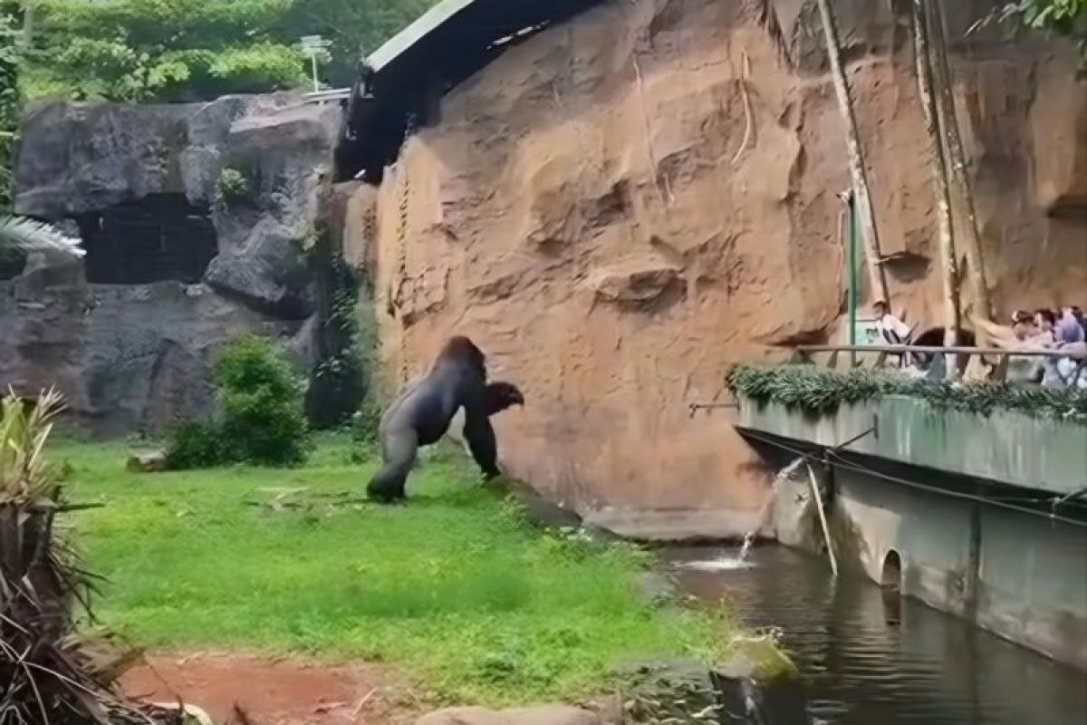 Ini penjelasan Taman Margasatwa Ragunan soal insiden gorila lempar kayu