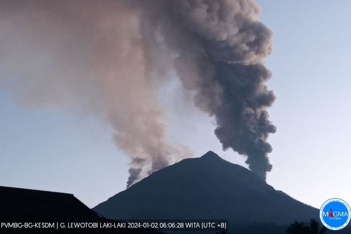 1.172 warga terdampak erupsi Gunung Lewotobi Laki-laki di Flores Timur