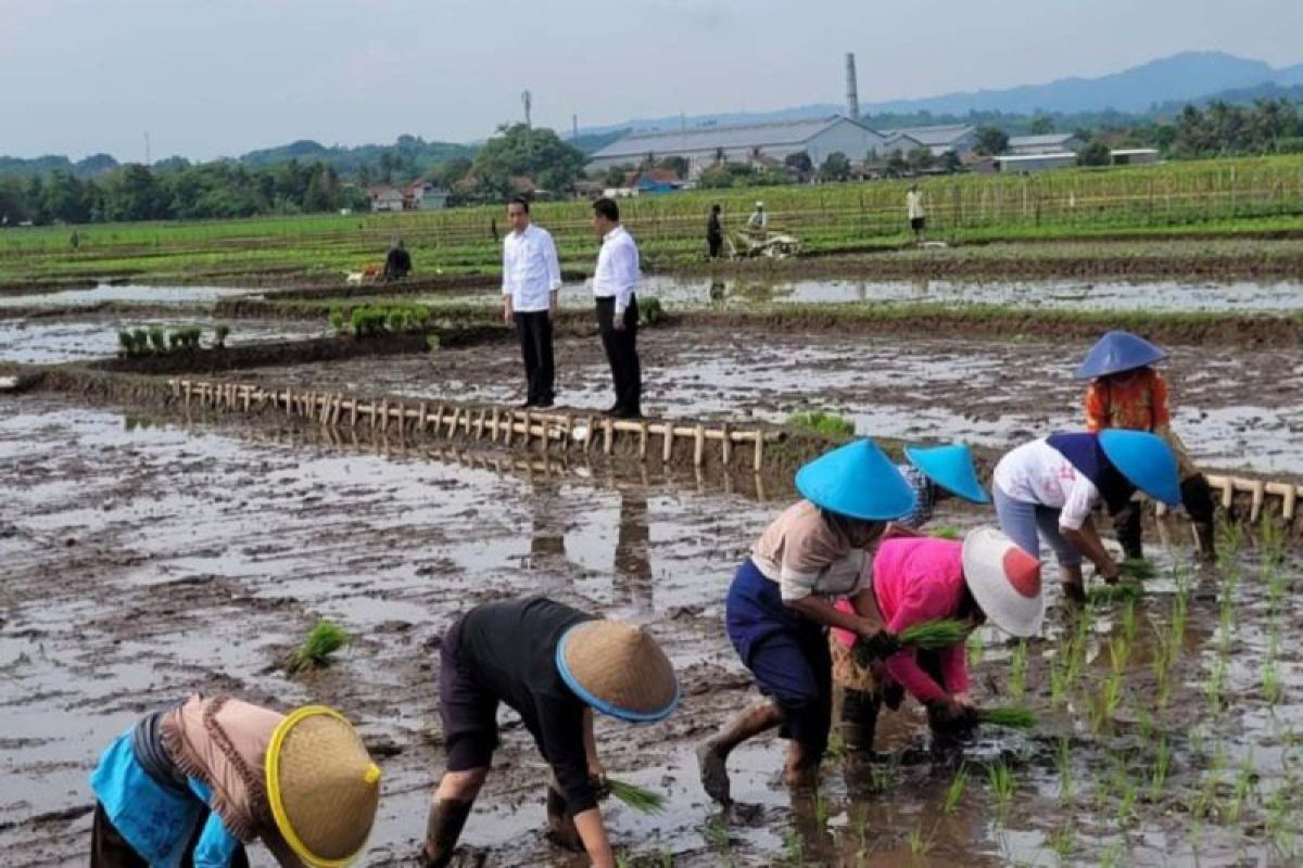 President Jokowi highly cares for farmers: Agriculture Minister