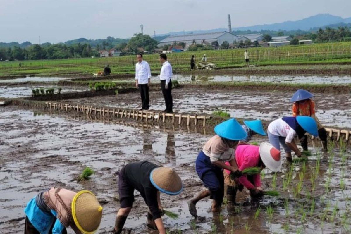 Rice stocks safe for Ramadan, Idul Fitri: Minister Sulaiman