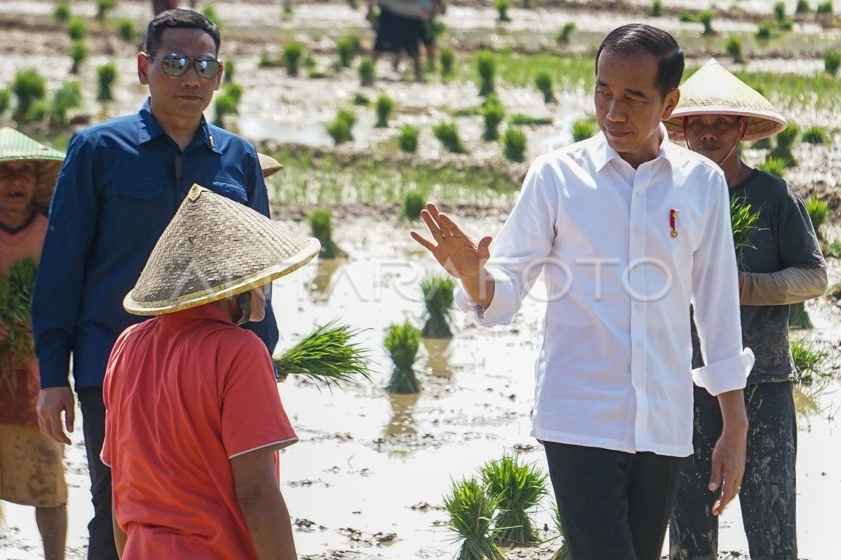 Presiden Jokowi tanam padi hingga resmikan jembatan pada hari kedua di Jateng