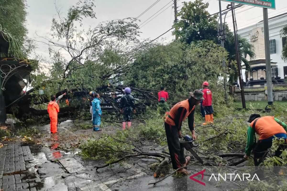 Belasan pohon tumbang akibat angin kencang dan hujan di Solo