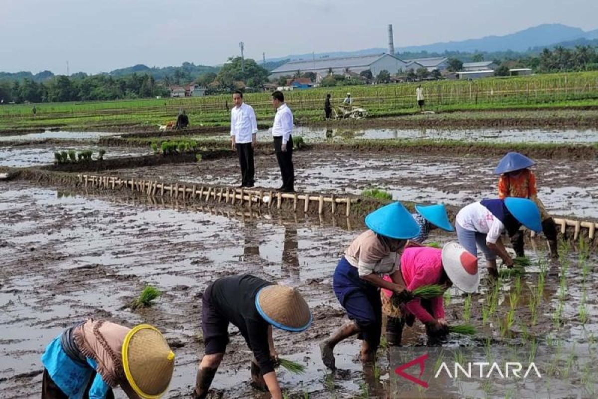 Mentan sebut Presiden Jokowi menyayangi petani