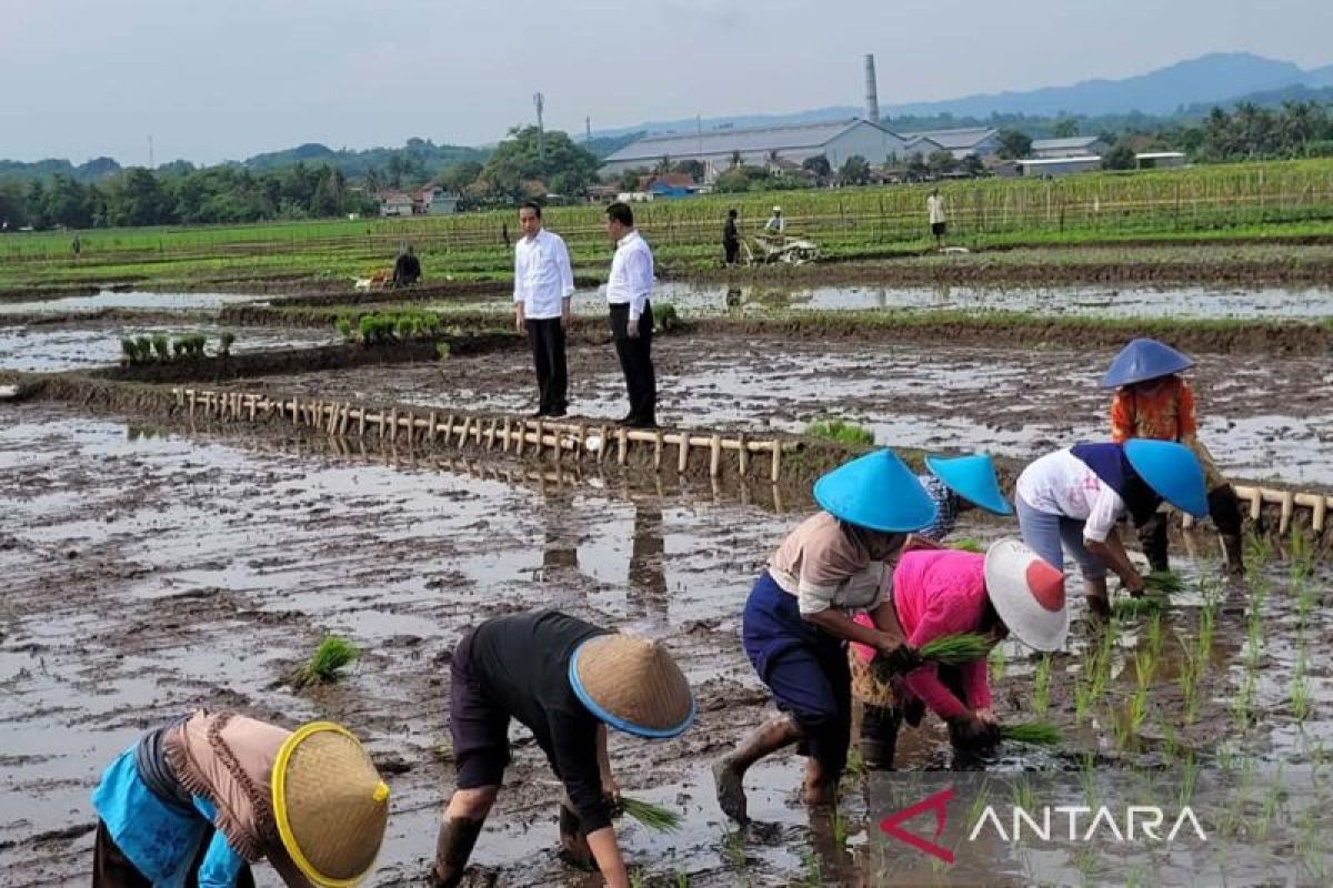 Mentan sebut Presiden Jokowi begitu baik dan menyayangi petani