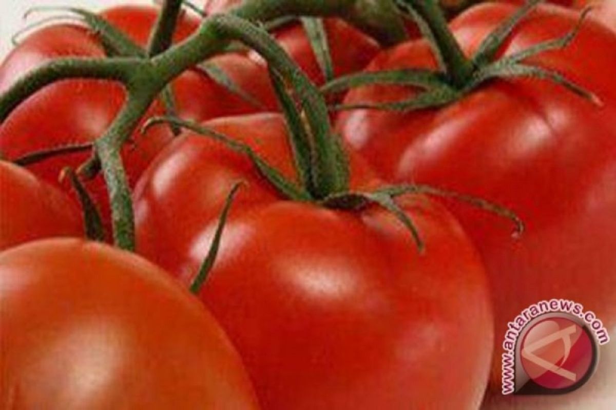Makan lebih banyak tomat bisa bantu cegah hipertensi