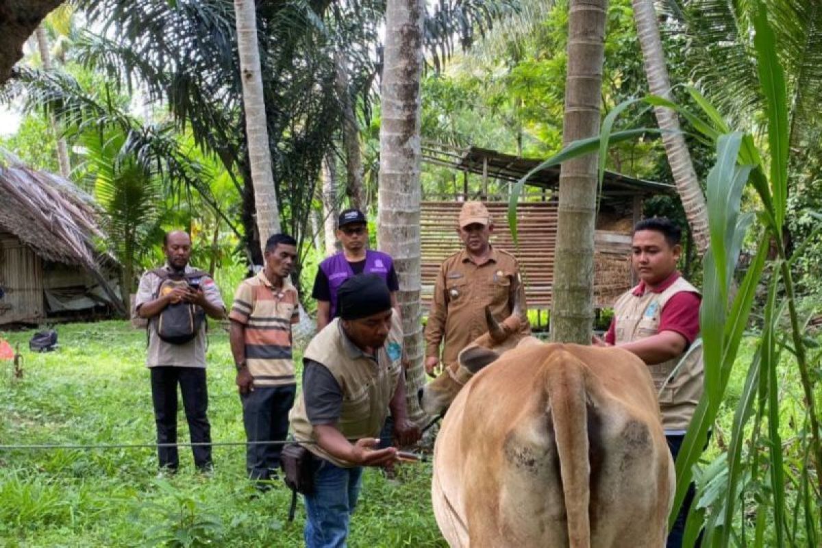 Pemkab Aceh Besar targetkan vaksinasi 15 ribu ternak cegah PMK
