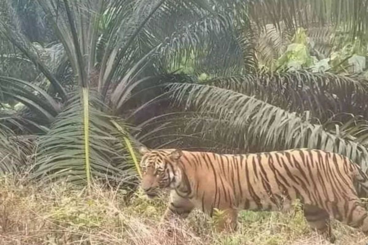 Harimau sumatera tampakkan diri di Inhu