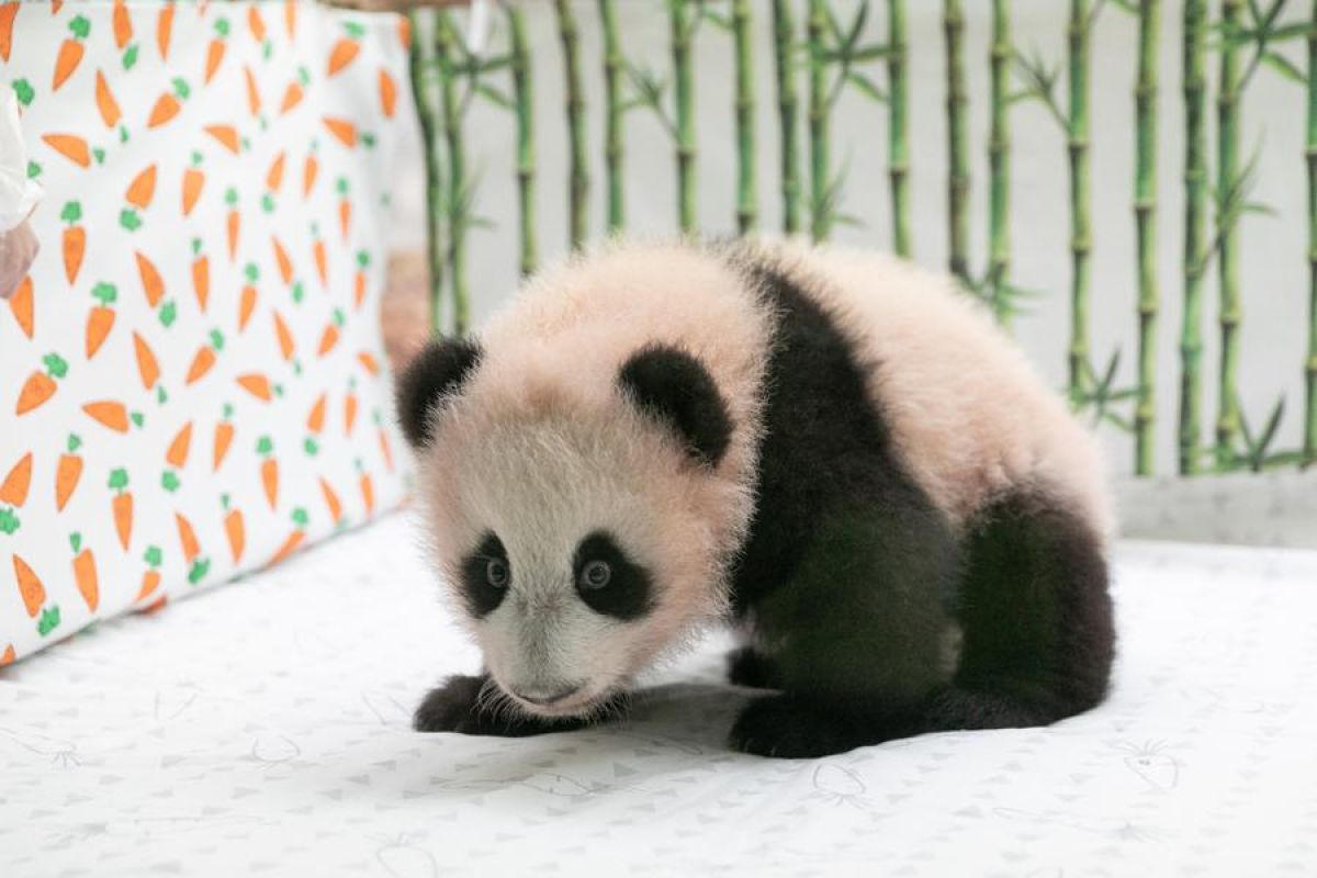 Katyusha, anak panda raksasa pertama yang lahir di Rusia