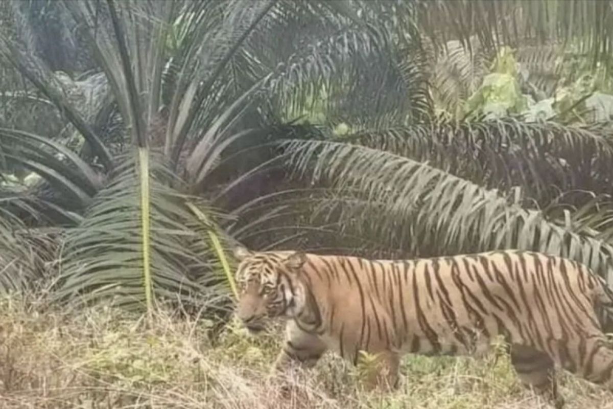 BKSDA pantau kemunculan harimau di Indragiri Hulu