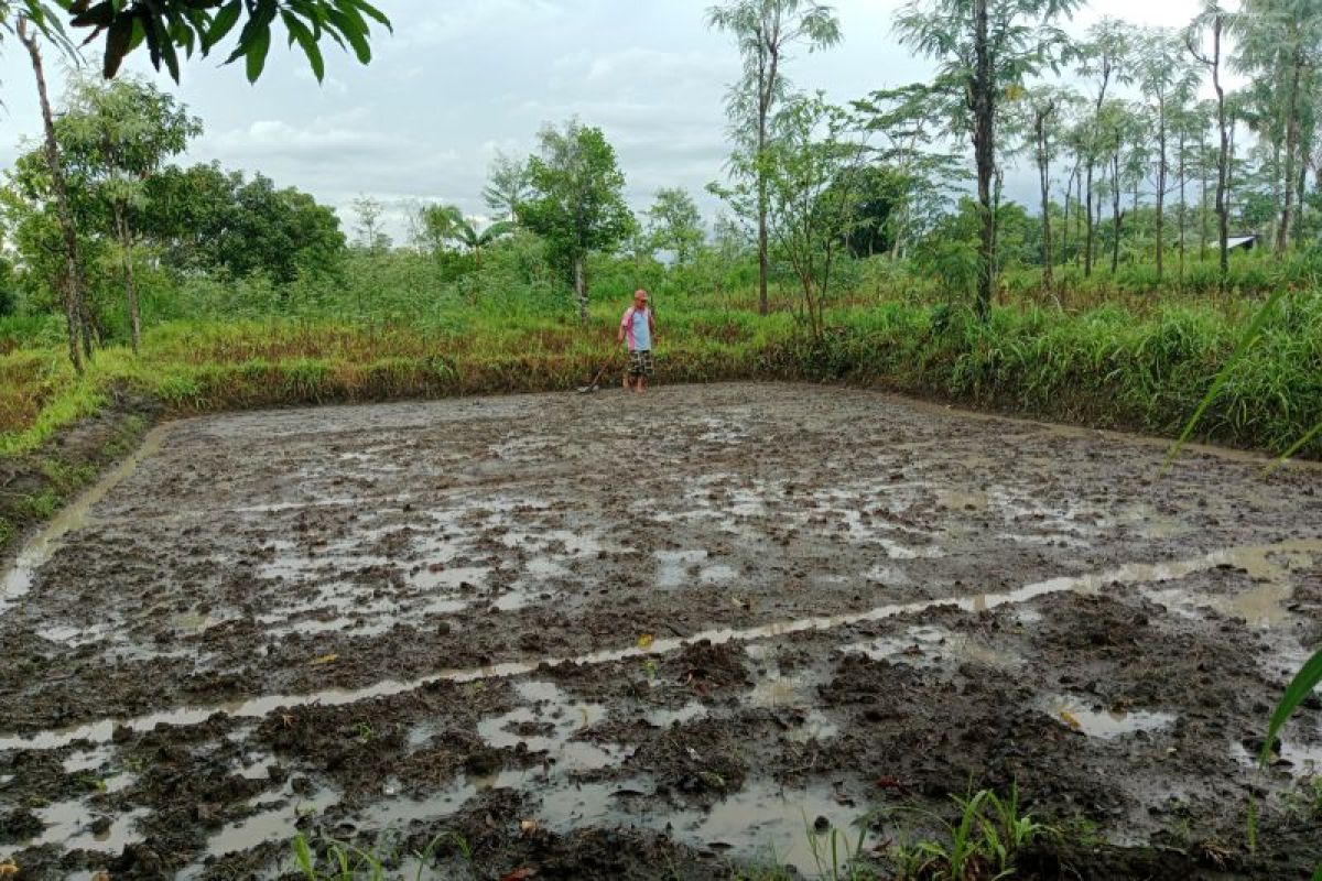 35 ribu hektare sawah di Lombok Tengah telah ditanami padi