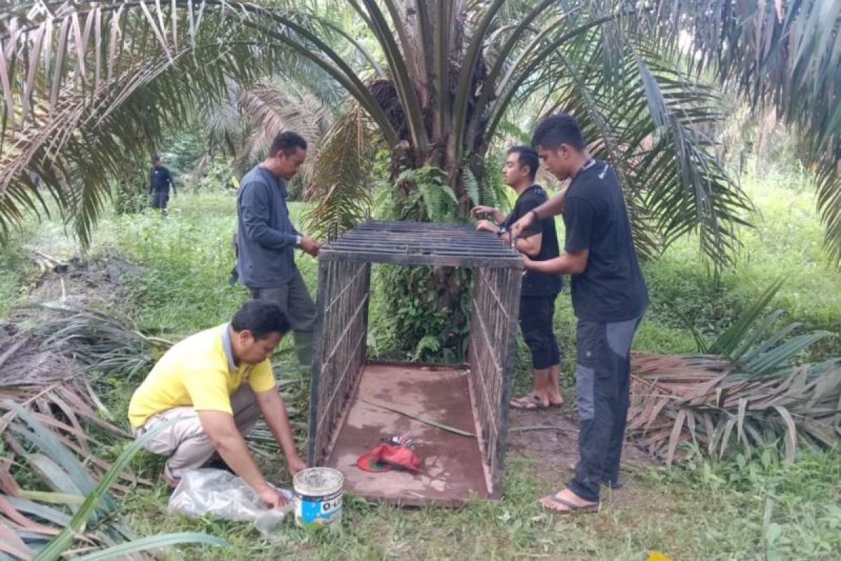 BKSDA Sumbar pasang dua kandang jebak harimau sumatra