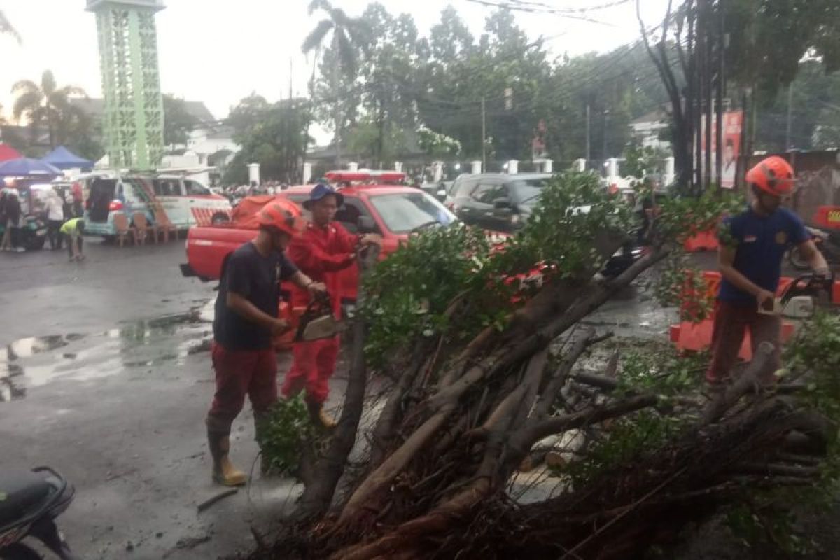Hujan dan angin kencang tumbangkan pepohonan di Tangerang