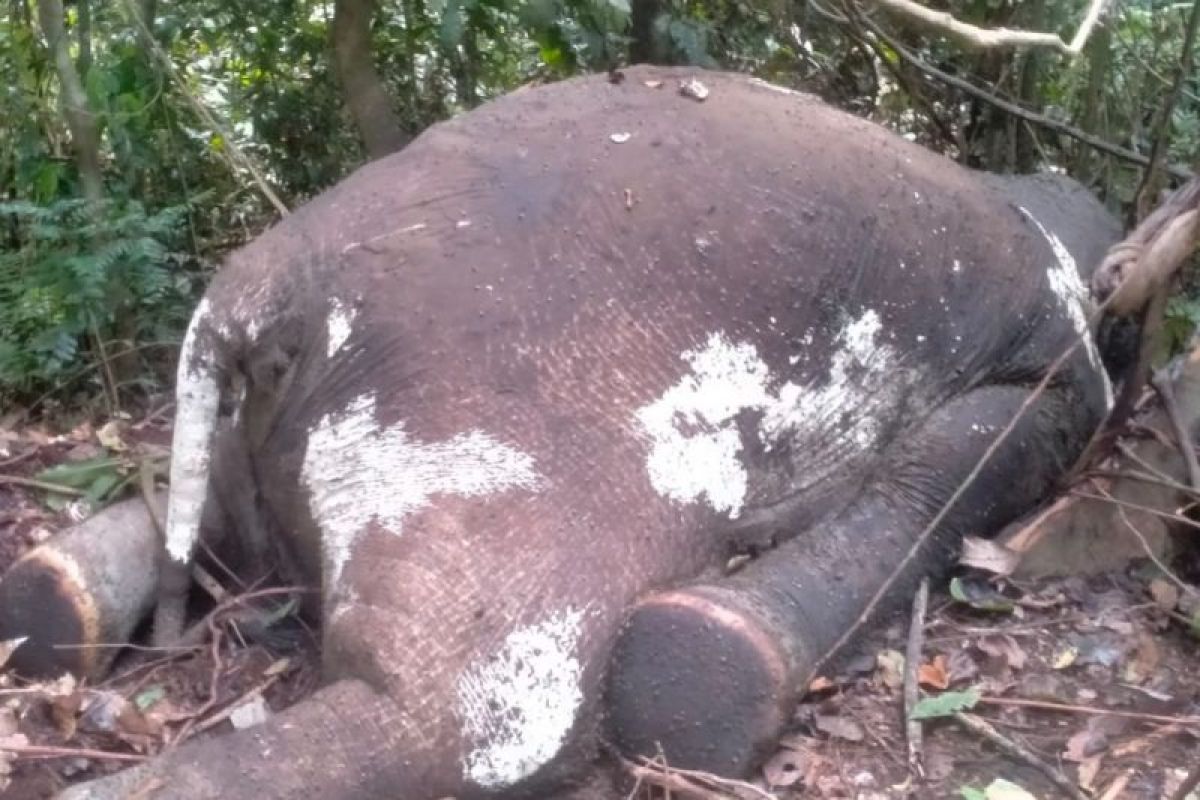 Jangan lagi ada kasus kematian gajah karena dibunuh