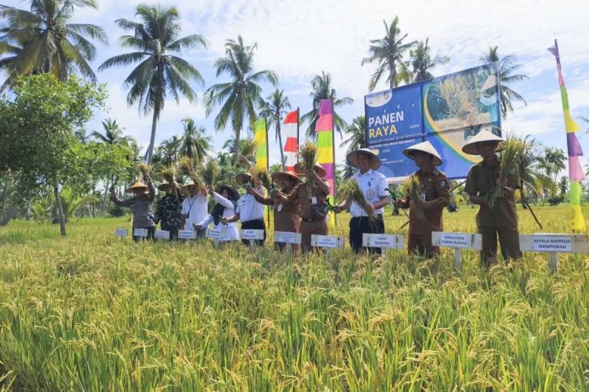 Kalbar targetkan produksi padi di tahun 2024 sebanyak 1,06 juta ton GKG