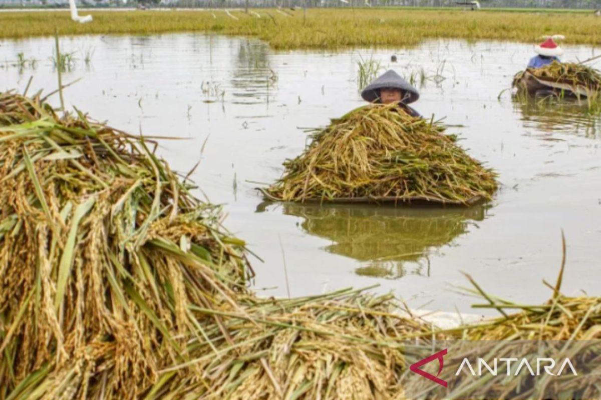 Puluhan hektare sawah terendam banjir di Karawang akibat luapan sungai