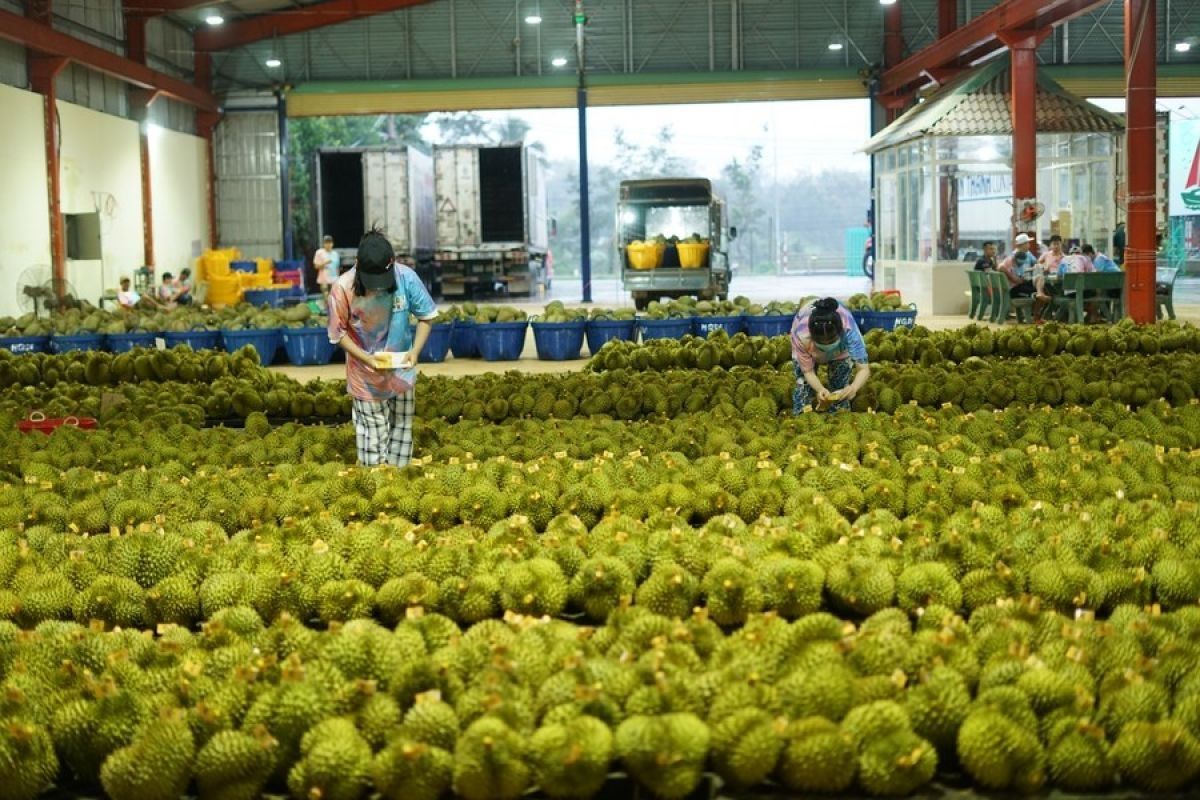 Vietnam targetkan capai 3,5 miliar dolar AS dari ekspor durian pada 2024
