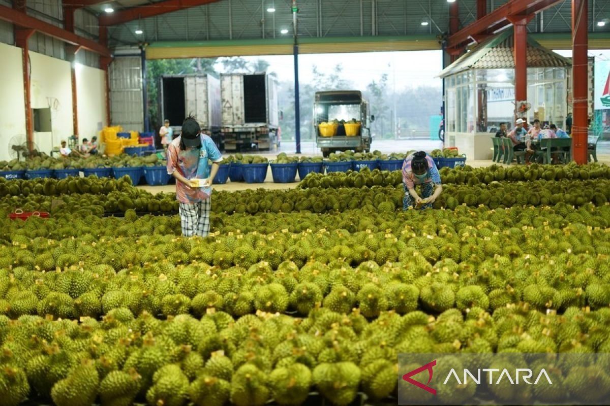 Durian jadi "buah emas" di antara komoditas ekspor Vietnam