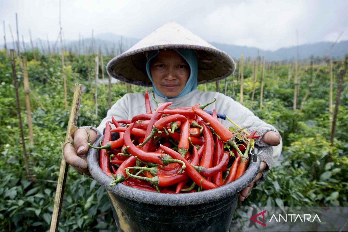 Indonesia needs weather-resistant chili planting system: Minister