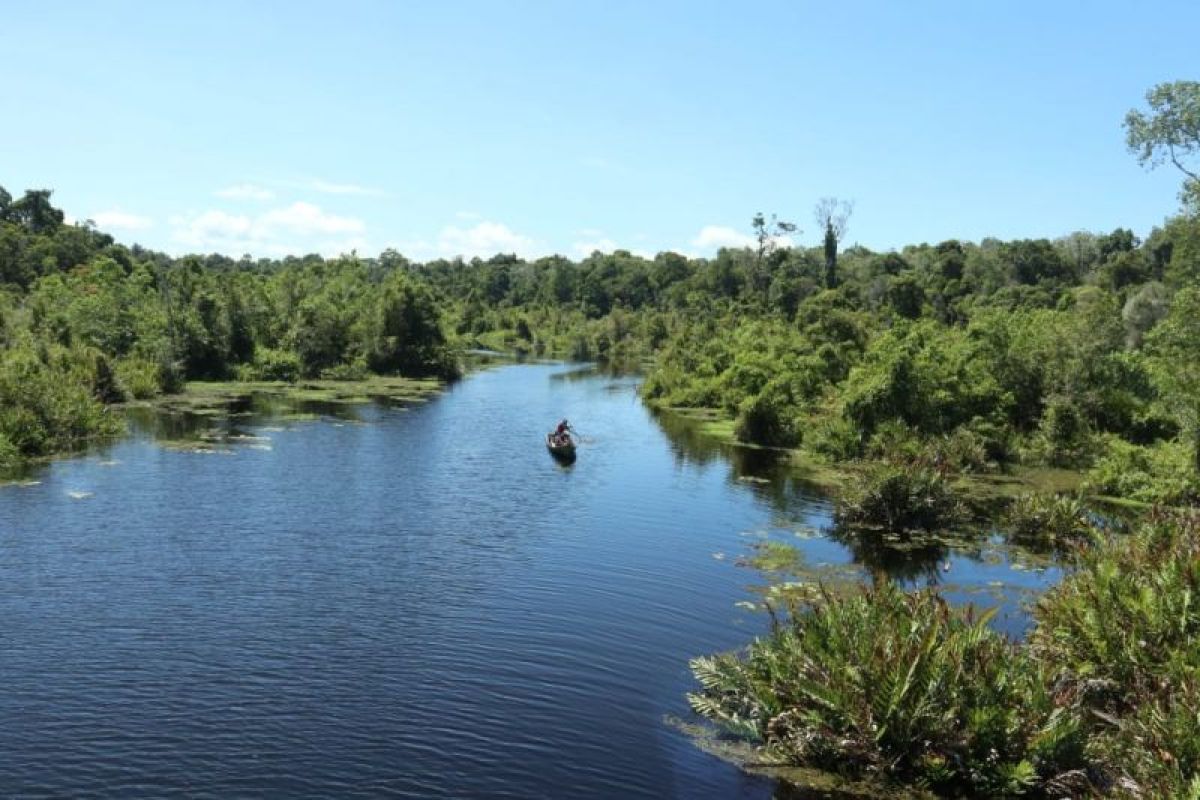 Deforestasi di SM Rawa Singkil capai 1.784 hektare