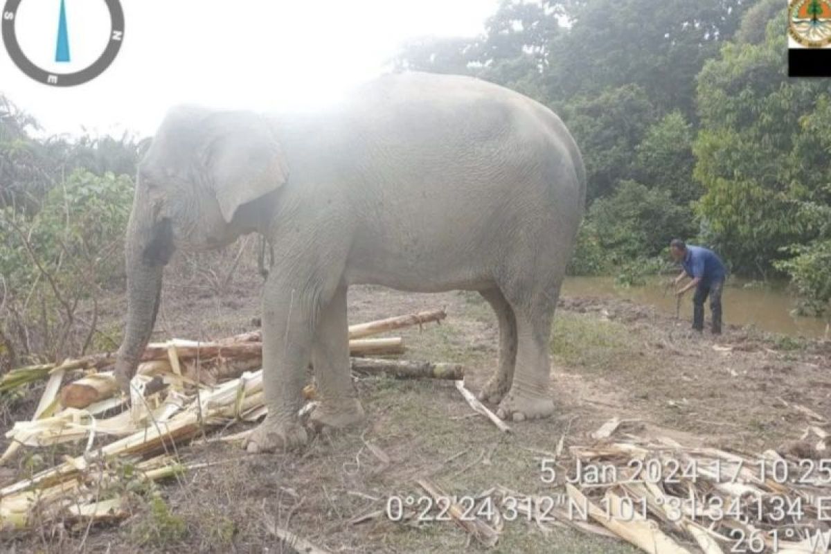 Banjir di Kampar, TWA Buluh Cina ditutup dan dua gajah dipindahkan