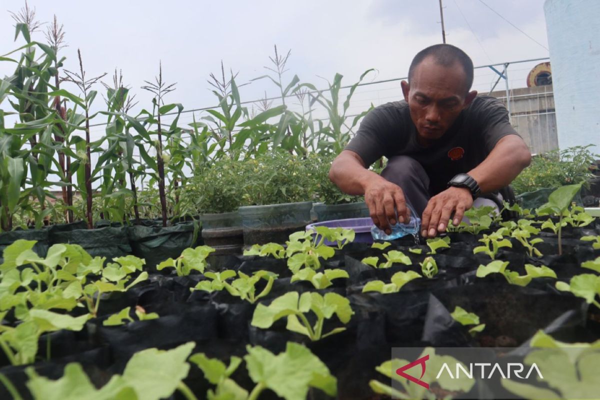 DKPKP DKI manfaatkan rooftop hingga tembok untuk "urban farming"