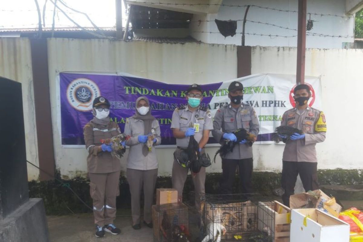Balai Karantina Ternate perkuat organisasi lindungi hewan dari hama penyakit