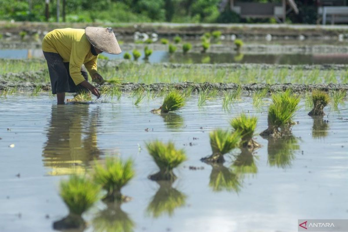 BMKG: Petani harus cermat manfaatkan musim hujan panjang