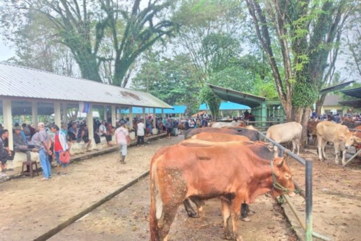 Artificial insemination reaches 15,344 cows in Tanah Laut